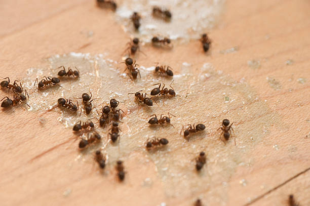 Best Pest Prevention Services  in Rock Springs, WY