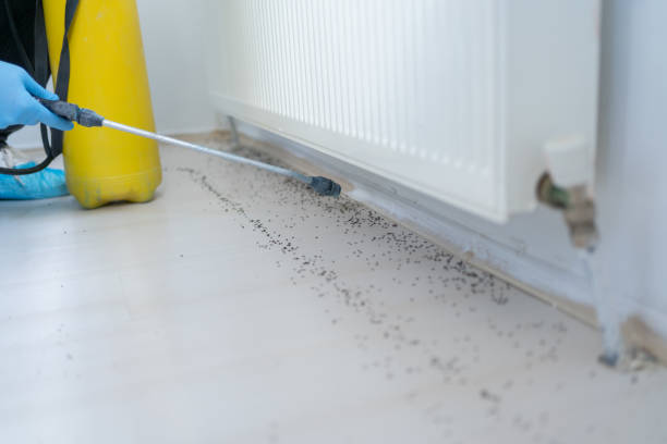 Best Local Pest Control Services  in Rock Springs, WY